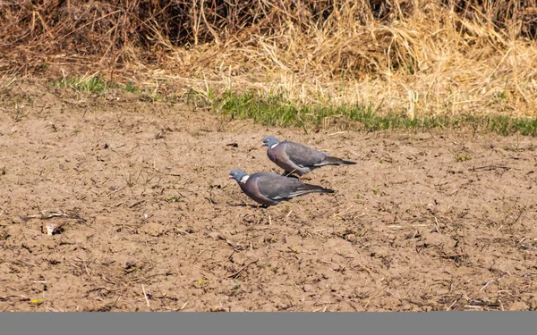 Дикие голуби кормятся в саду — стоковое фото