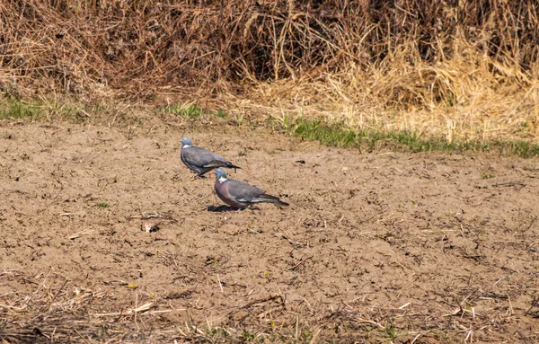 Palomas silvestres se alimentan en el jardín — Foto de Stock