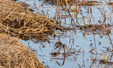 Wagtail su ve yıkayan yanında yiyor