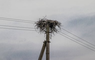 Elektrik direğinde leylek yuvası