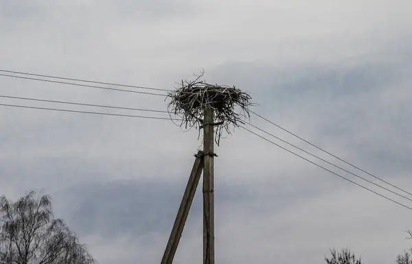 Stork bo på elstolpe — Stockfoto