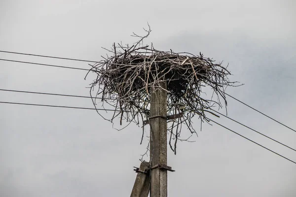 Stork bo på elstolpe — Stockfoto