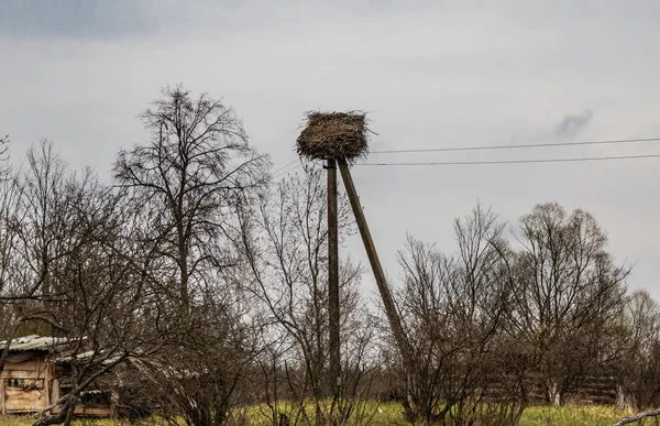 Аистовое гнездо на электрическом столбе — стоковое фото