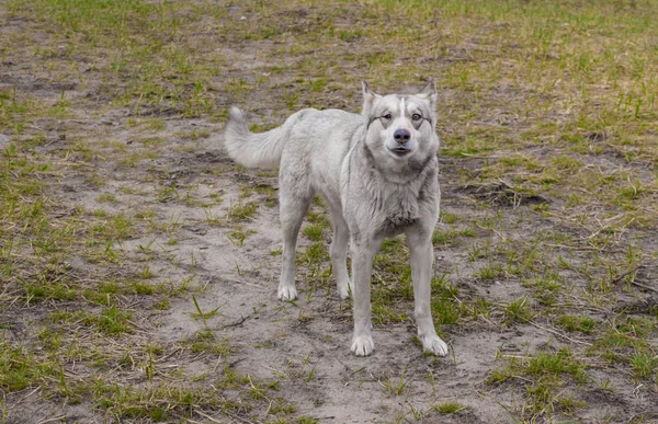 Yabani köpek yoldan geçenlere havlar.