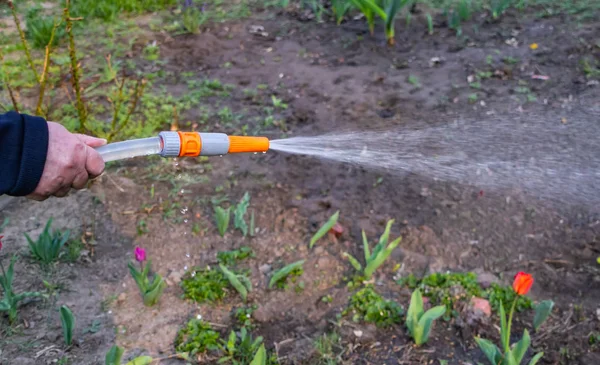 Watering flowers in the garden with a watering tool