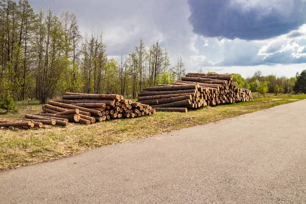 Previsto deforestación industrial en primavera pino verde fresco se encuentra en el suelo a lo largo de la carretera — Foto de Stock