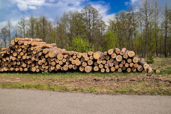 Previsto deforestación industrial en primavera pino verde fresco se encuentra en el suelo a lo largo de la carretera — Foto de Stock