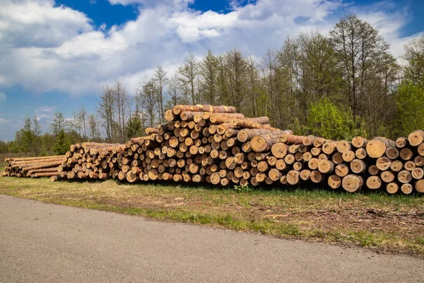Previsto deforestación industrial en primavera pino verde fresco se encuentra en el suelo a lo largo de la carretera — Foto de Stock
