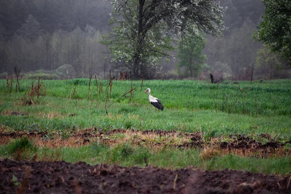Cegonha em uma terra arada em busca de comida — Fotografia de Stock