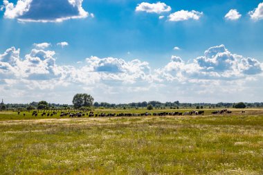 bir çayır otlatma inek sürüsü