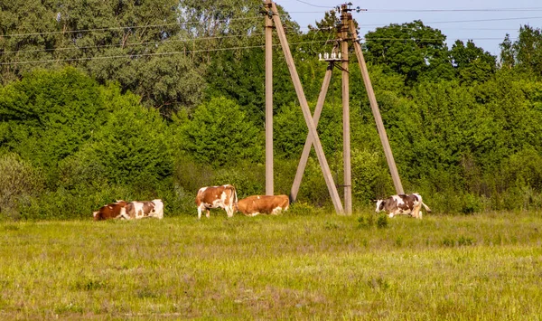 Пастухи пасут коров — стоковое фото