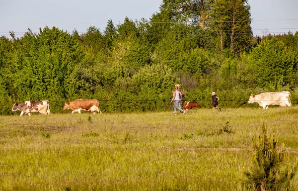 Pastýři ženy a krávy — Stock fotografie