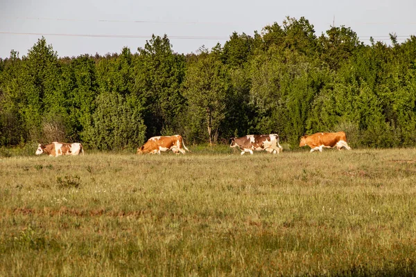 Shepherds women graze cows — Stock Photo, Image