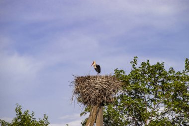 Elektrik direğinde yuvada leylek