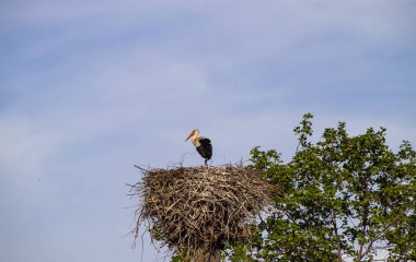Elektrik direğinde yuvada leylek
