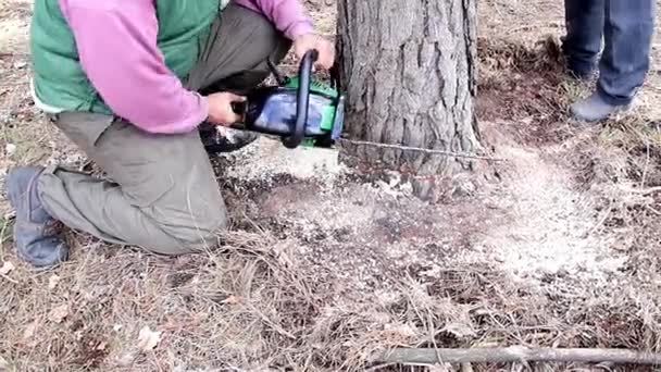 Ein Holzfäller Schneidet Mit Der Motorsäge Einen Baum Auf Dem — Stockvideo