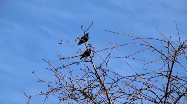 Baharda, yıldızlara ev kendi bahçelerine uçtu, ağaçlarda oturdu ve seslendirdi, hayatın başarısı sevindik ve çiftleşme ve genç yavru yetiştirme için bir yuva kurmak için hazır vardı.
