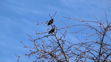 Baharda, yıldızlara ev kendi bahçelerine uçtu, ağaçlarda oturdu ve seslendirdi, hayatın başarısı sevindik ve çiftleşme ve genç yavru yetiştirme için bir yuva kurmak için hazır vardı.