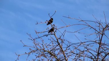 Baharda, yıldızlara ev kendi bahçelerine uçtu, ağaçlarda oturdu ve seslendirdi, hayatın başarısı sevindik ve çiftleşme ve genç yavru yetiştirme için bir yuva kurmak için hazır vardı.