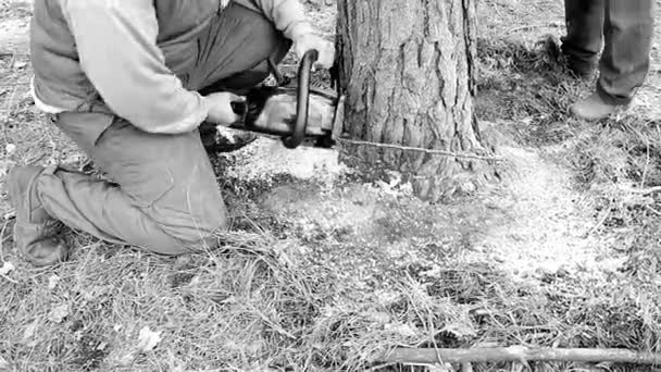 Taglialegna Taglia Albero Terra Con Una Motosega Ulteriore Lavorazione Nell — Video Stock