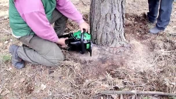 Dřevozřezník Rozřezává Strom Zemi Řetězovou Pilou Pro Další Zpracování Lesním — Stock video