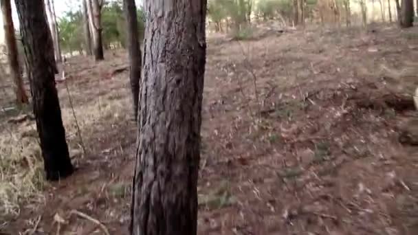 緑の新鮮な木が森の地面に落ちるカット 巧みにプロの木こりから松をカット さらなる処理のための森林産業労働者の労働の結果 — ストック動画
