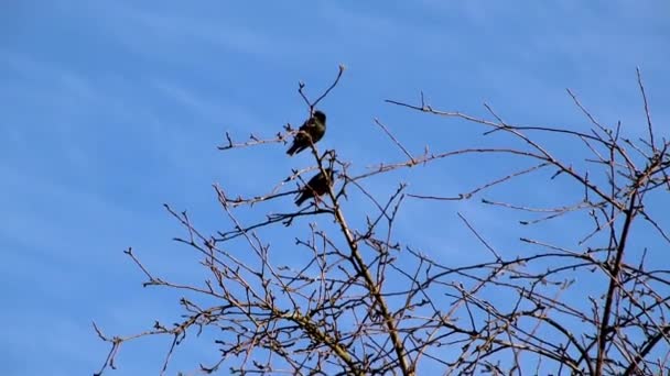 Våren Flög Stararna Hem Till Sina Egna Trädgårdar Satt Träden — Stockvideo