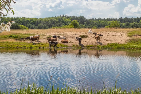 水やりで牛の群れは水で喉の渇きを癒し、正午に休む — ストック写真