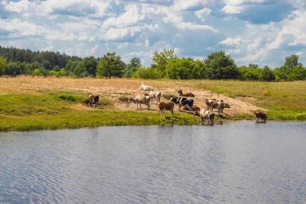 水やりで牛の群れは水で喉の渇きを癒し、正午に休む — ストック写真