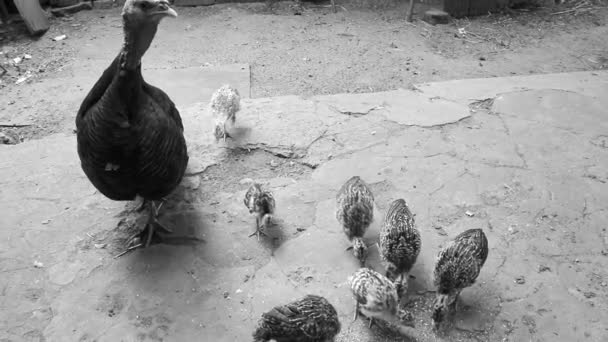 Турция кормит цыплят на птичьем дворе фермы — стоковое видео