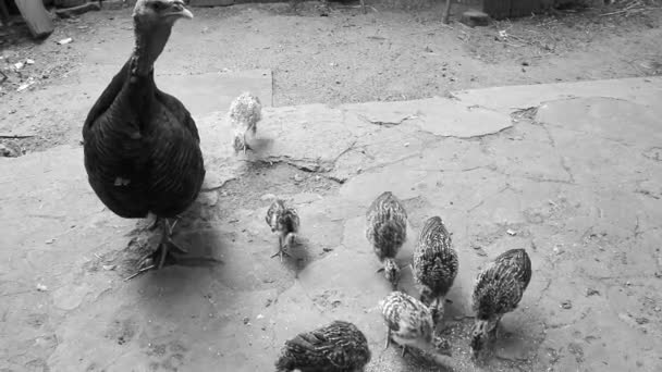 La dinde nourrit les poussins dans la basse-cour de la ferme — Video