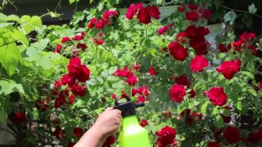 Bahçede bir püskürtücü su ile pembe çiçekler püskürtme, bir tatil için güzel çiçekler bir buket toplamak ve doğanın güzelliği zevk için gül tomurcukları daha sonra yaşam ve refah nemlendirmek için çiçekler için bakım