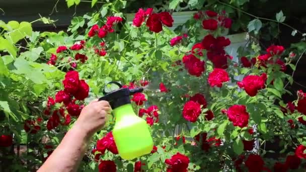 Pulverizando Flores Cor Rosa Com Água Pulverizador Jardim Cuidando Flores — Vídeo de Stock