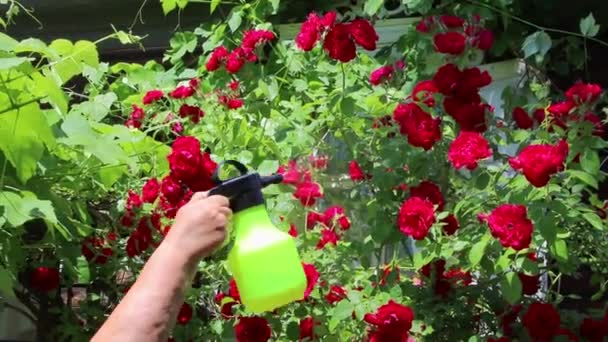 Spruzzare Fiori Rosa Con Acqua Uno Spruzzatore Giardino Prendersi Cura — Video Stock