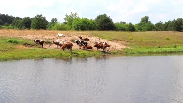 Un troupeau de vaches dans un lieu d'arrosage étouffe la soif avec de l'eau et se repose à midi, puis va brouter avec de l'herbe verte fraîche sur le terrain pour produire efficacement du lait de haute qualité .