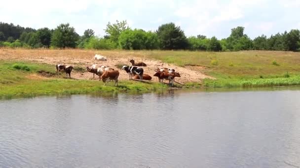 Стадо Корів Місці Поливу Втамовує Спрагу Водою Відпочиває Опівдні Потім — стокове відео