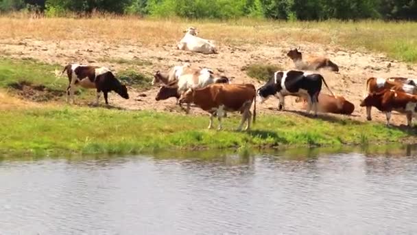 Una Manada Vacas Lugar Riego Sacia Sed Con Agua Descansa — Vídeo de stock