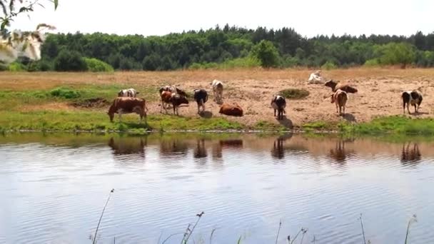 Una Mandria Mucche Luogo Irrigazione Disseta Con Acqua Riposa Mezzogiorno — Video Stock