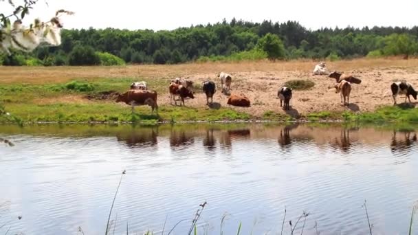 Стадо Коров Месте Полива Утоляет Жажду Водой Отдыхает Полдень Затем — стоковое видео