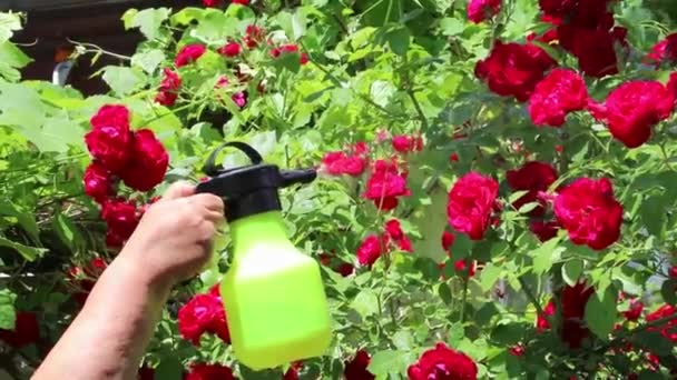 정원에서 분무기에서 분홍색 수분을 돌보는 나중에 번영은 휴일아름다운 꽃다발을 수집하고 — 비디오