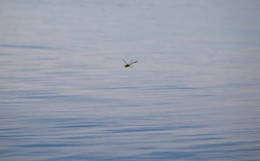 Doğada yaz aylarında yiyecek arayışı içinde uçuş Dragonfly