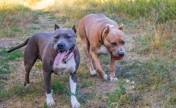 Psy staffordshire terrier są przeszkoleni i chodzić — Zdjęcie stockowe