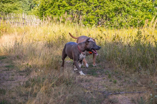 Psy staffordshire terrier są przeszkoleni i chodzić — Zdjęcie stockowe