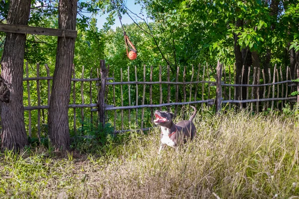 Psy staffordshire terrier są przeszkoleni i chodzić — Zdjęcie stockowe