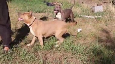 Staffordshire Terrier köpekler eğitimli ve temiz havada yürümek, aktif antrenörün komutları yerine getirmek ve güçlü kas organları geliştirmek, doğada yaz rekabet