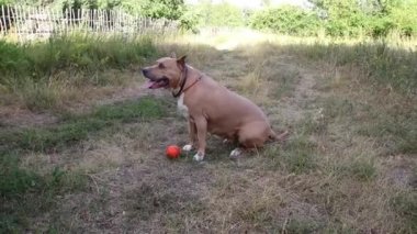 Staffordshire Terrier köpekler eğitimli ve temiz havada yürümek, aktif antrenörün komutları yerine getirmek ve güçlü kas organları geliştirmek, doğada yaz rekabet