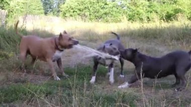 Staffordshire Terrier köpekler eğitimli ve temiz havada yürümek, aktif antrenörün komutları yerine getirmek ve güçlü kas organları geliştirmek, doğada yaz rekabet