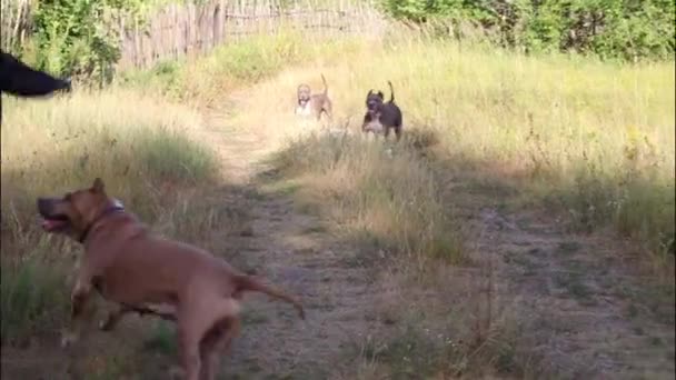 Staffordshire Terrier Hundar Utbildade Och Friska Luften Aktivt Uppfylla Tränare — Stockvideo