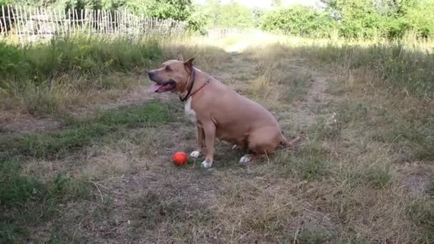 斯塔福德郡猎犬训练 走在新鲜空气 积极履行教练的命令 并发展大力肌肉的身体 在夏天的竞争自然 — 图库视频影像