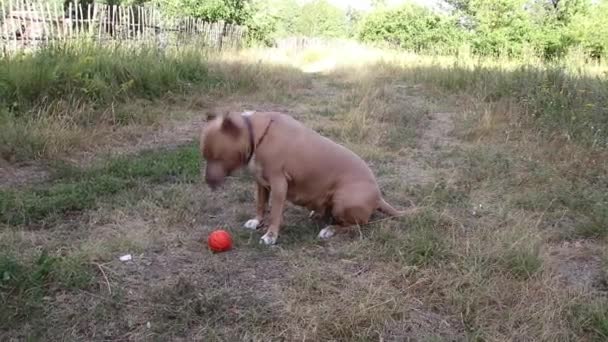 Los Perros Staffordshire Terrier Son Entrenados Caminan Aire Libre Cumpliendo — Vídeo de stock